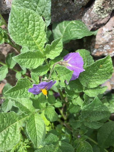 Solanum demissum, photographed by Oscar C. González Martínez