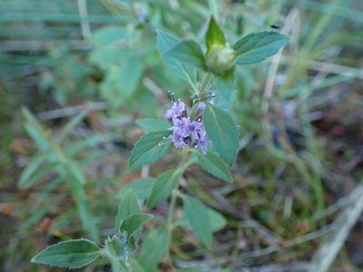 Mentha canadensis, photographed by Randal