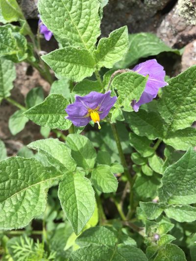 Solanum demissum, photographed by Oscar C. González Martínez