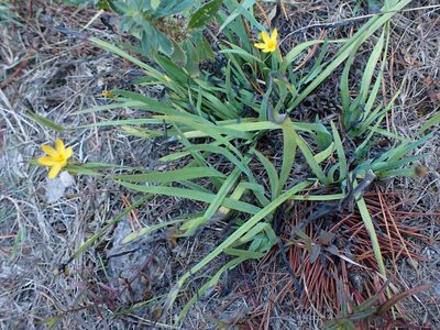 Sisyrinchium californicum, photographed by Randal