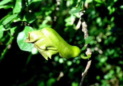 Parmentiera millspaughiana, photographed by Alexis López Hernández