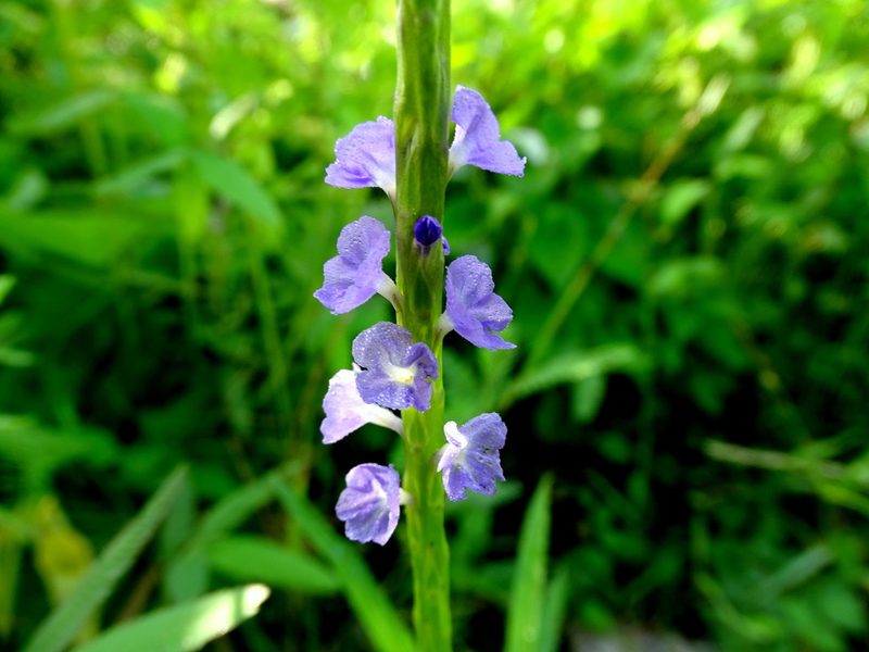 Stachytarpheta frantzii, photographed by Alexis López Hernández