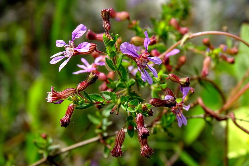 Cuphea gaumeri, photographed by Alexis López Hernández