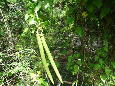 Parmentiera millspaughiana, photographed by Alexis López Hernández