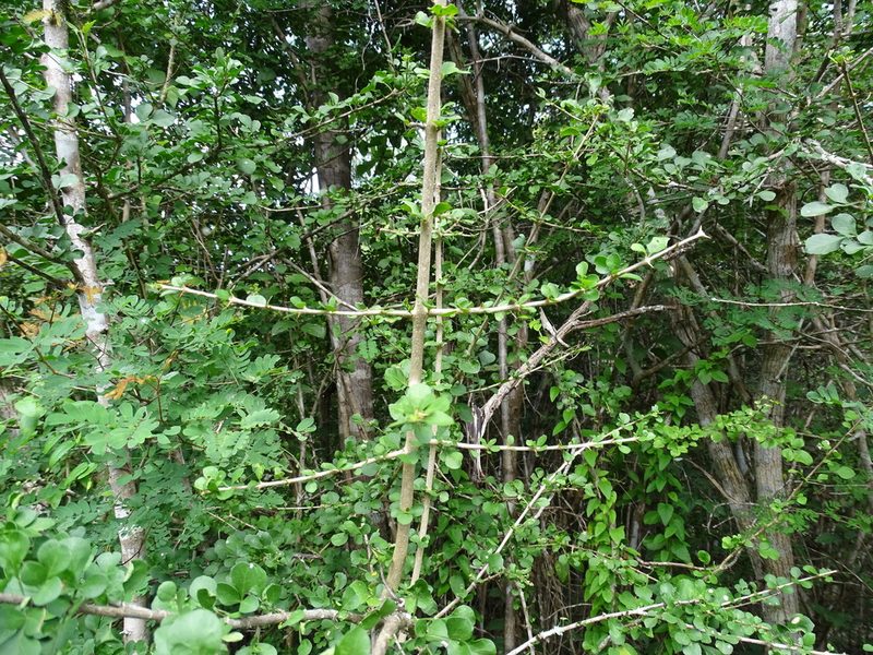 Parmentiera millspaughiana, photographed by Alexis López Hernández