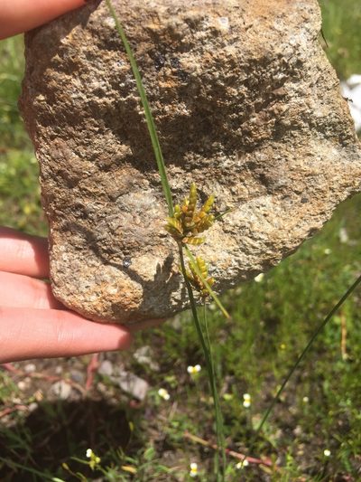 Cyperus sphaerolepis, photographed by Oscar C. González Martínez