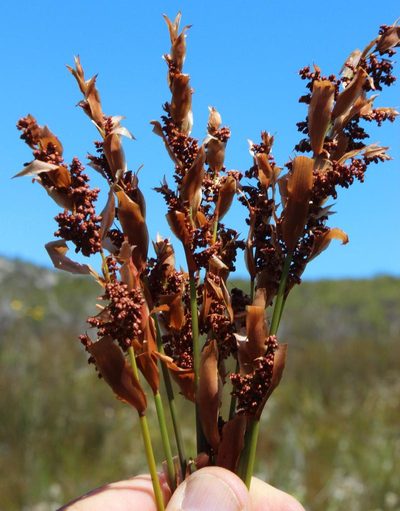 Elegia juncea, photographed by Tony Rebelo
