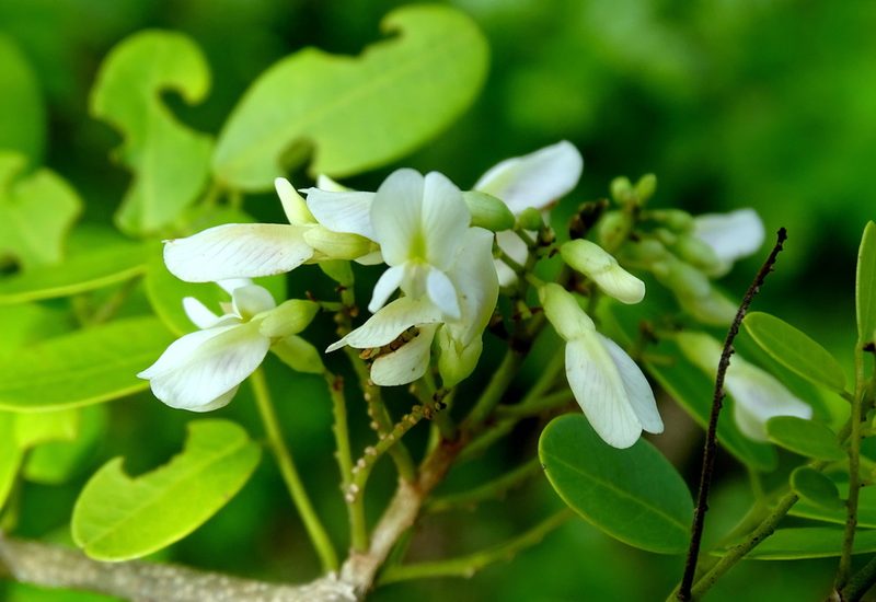 Dalbergia glabra, photographed by Alexis López Hernández