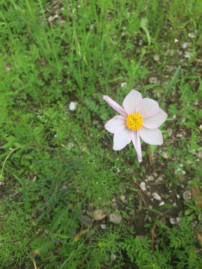 Cosmos palmeri, photographed by Oscar C. González Martínez