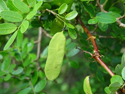 Dalbergia glabra, photographed by Alexis López Hernández