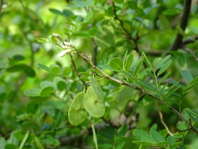 Dalbergia glabra, photographed by Alexis López Hernández