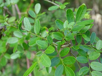 Dalbergia glabra, photographed by Alexis López Hernández
