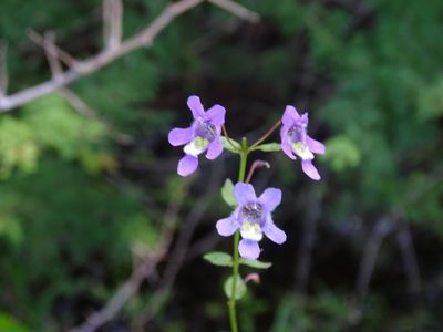 Angelonia angustifolia, photographed by Alexis López Hernández