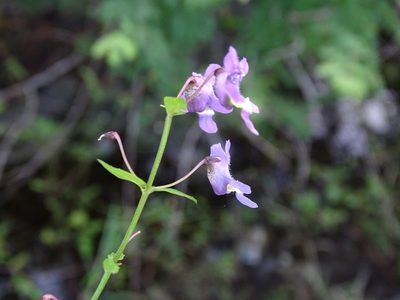 Angelonia angustifolia, photographed by Alexis López Hernández