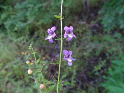 Angelonia angustifolia, photographed by Alexis López Hernández