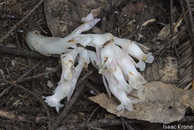 Pityopus californicus, photographed by Isaac Krone