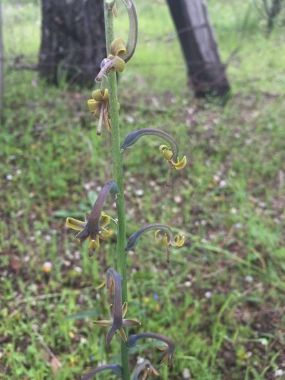 Agave singuliflora, photographed by Oscar C. González Martínez