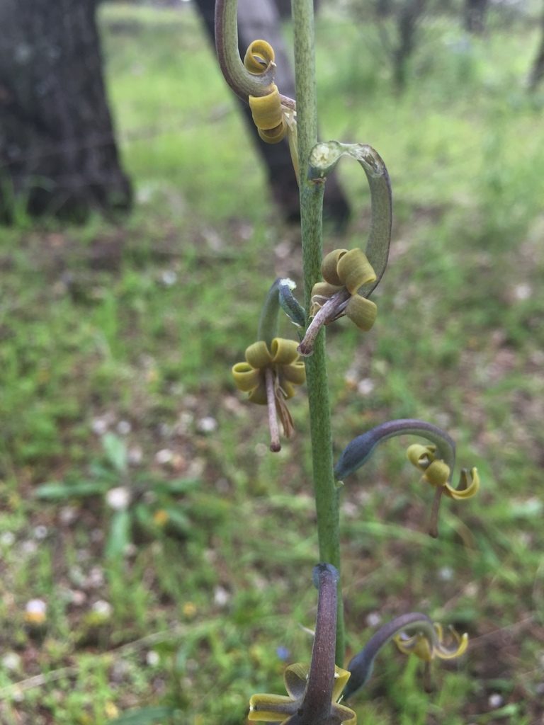 Agave singuliflora, photographed by Oscar C. González Martínez