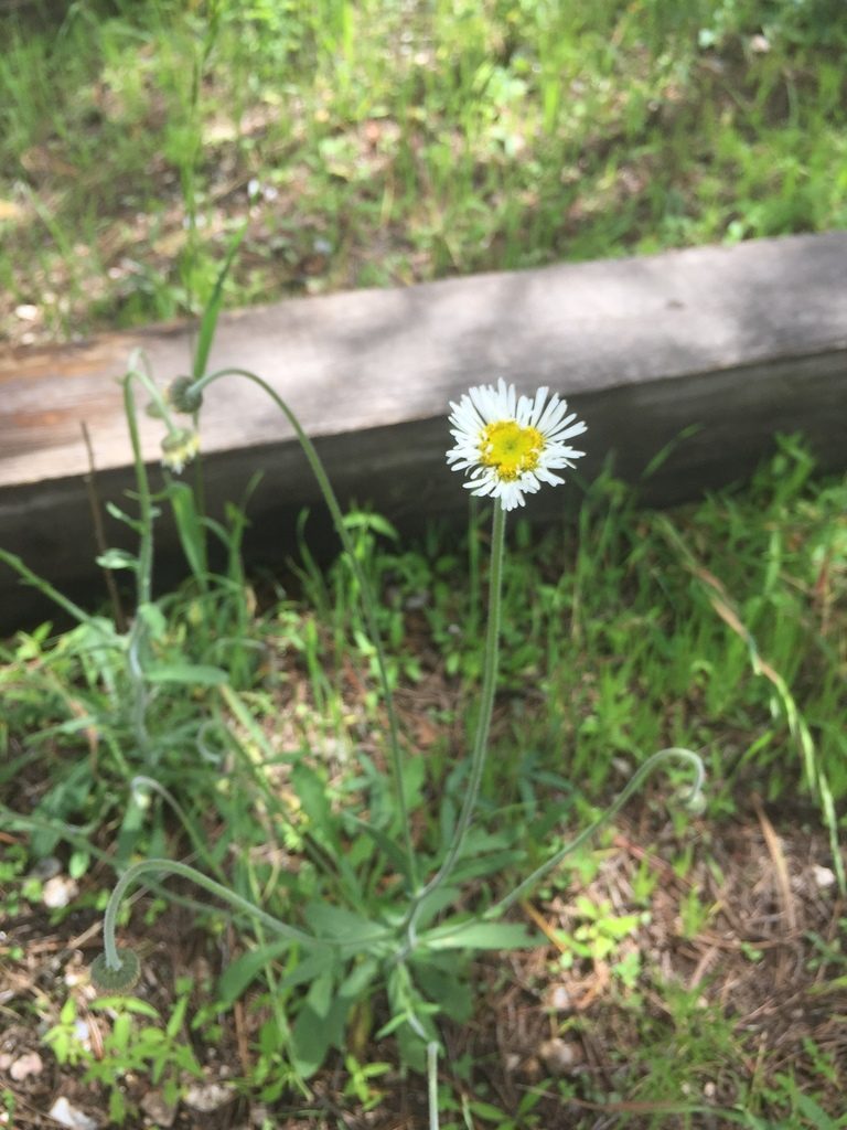 Erigeron wislizeni, photographed by Oscar C. González Martínez