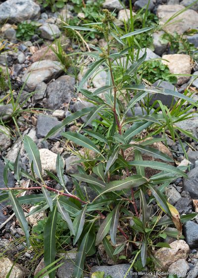 Rumex californicus, photographed by Tim Messick