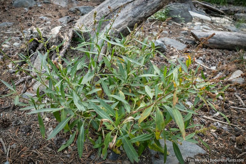 Rumex californicus, photographed by Tim Messick