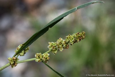 Rumex californicus, photographed by Tim Messick