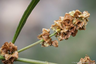 Rumex californicus, photographed by Tim Messick