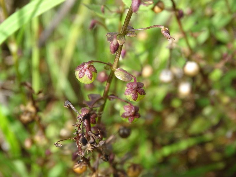 Angelonia angustifolia, photographed by Alexis López Hernández