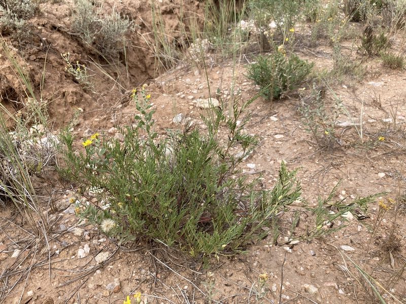 Astragalus multiflorus, photographed by Cecelia Alexander