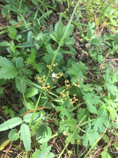 Valeriana deltoidea, photographed by Oscar C. González Martínez