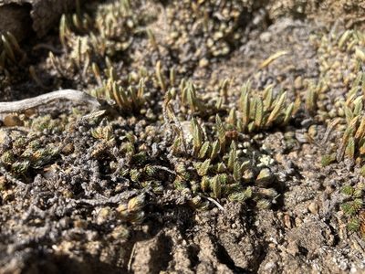 Pseudolycopodium densum, photographed by Cecelia Alexander