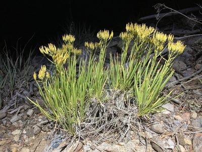 Petradoria pumila, photographed by Cecelia Alexander