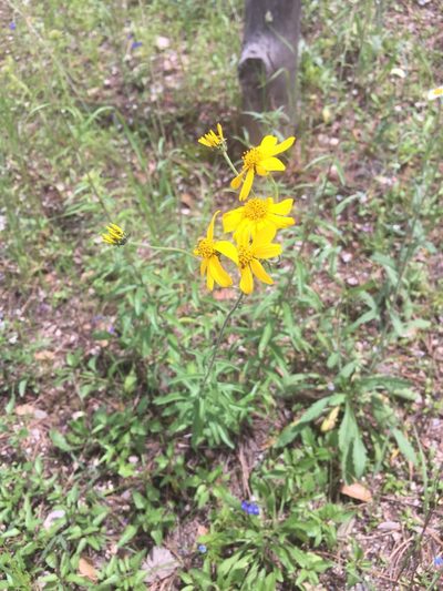 Verbesina parviflora, photographed by Oscar C. González Martínez
