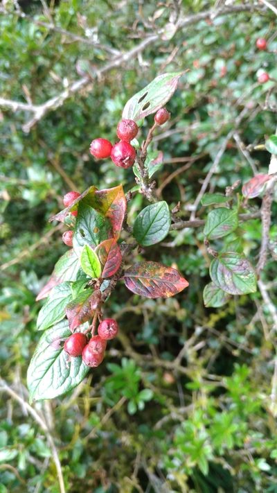 Cotoneaster konishii, photographed by Jason