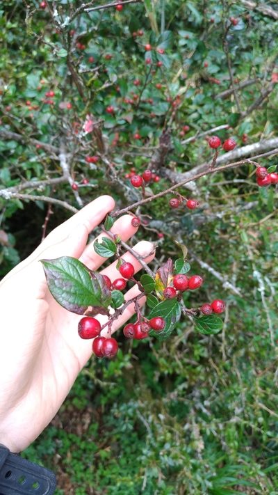Cotoneaster konishii, photographed by Jason