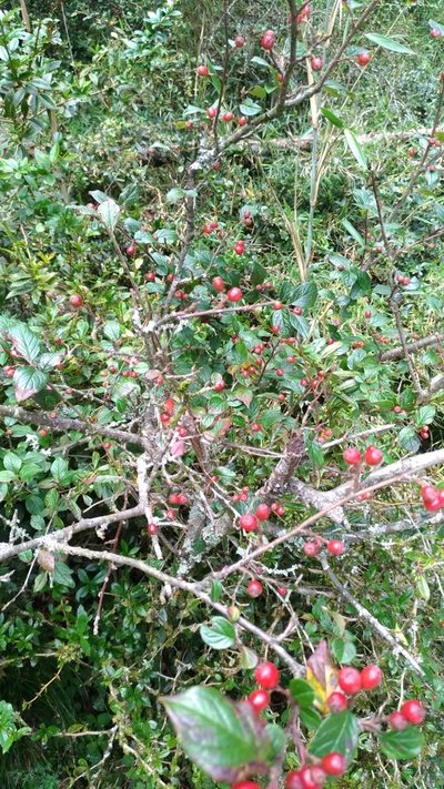 Cotoneaster konishii, photographed by Jason
