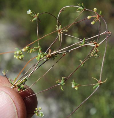 Adenogramma lichtensteiniana, photographed by Tony Rebelo
