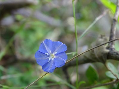 Evolvulus tenuis, photographed by Alexis López Hernández