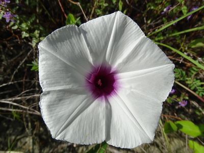Ipomoea anisomeres, photographed by Alexis López Hernández