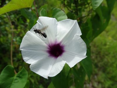 Ipomoea anisomeres, photographed by Alexis López Hernández