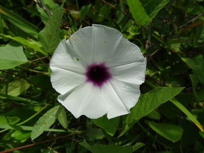 Ipomoea anisomeres, photographed by Alexis López Hernández