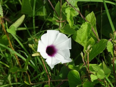 Ipomoea anisomeres, photographed by Alexis López Hernández