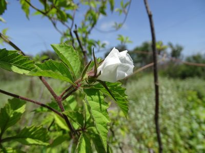 Distimake cissoides, photographed by Alexis López Hernández