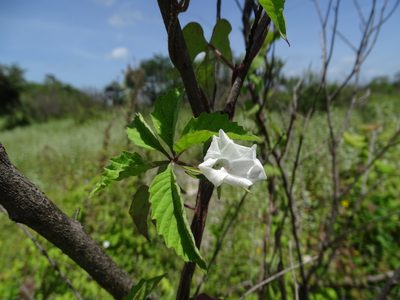 Distimake cissoides, photographed by Alexis López Hernández