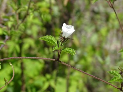 Distimake cissoides, photographed by Alexis López Hernández