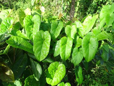Ipomoea anisomeres, photographed by Alexis López Hernández