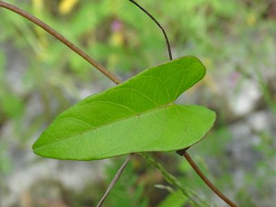 Ipomoea anisomeres, photographed by Alexis López Hernández