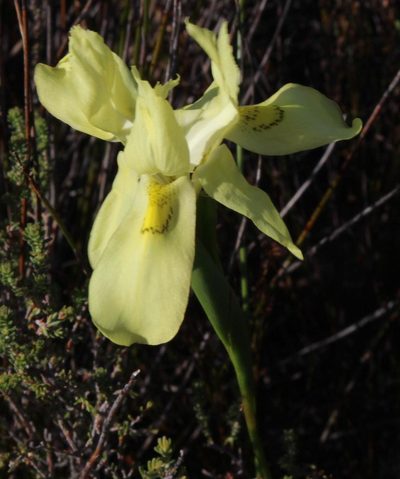 Moraea anomala, photographed by Tony Rebelo
