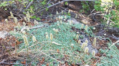 Petrophytum caespitosum, photographed by Mitch Van Dyke
