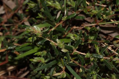 Hibbertia hirsuta, photographed by T. Hammer